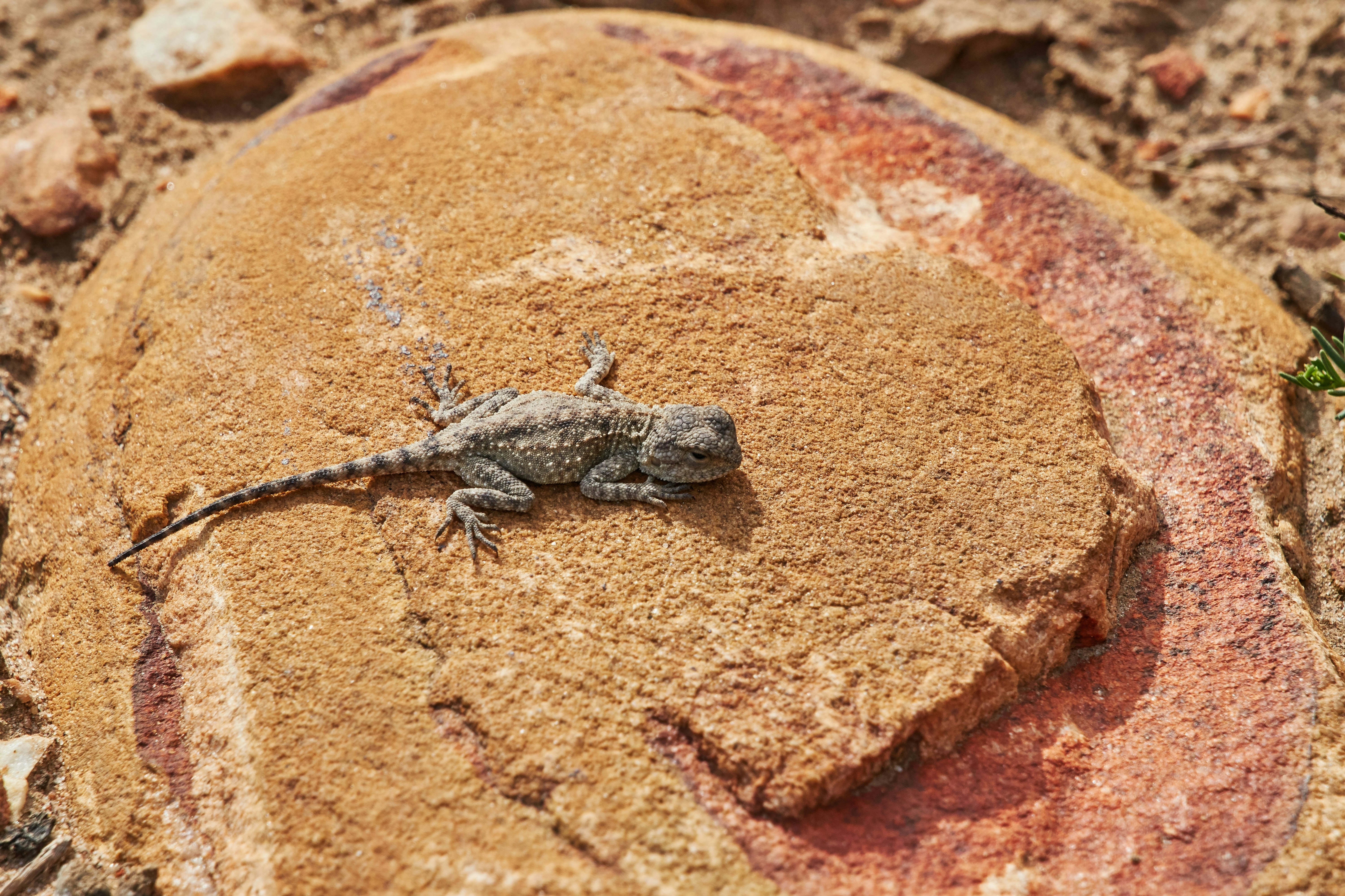 gray lizard on brown rock